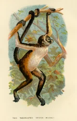 El mono araña variado, 1896