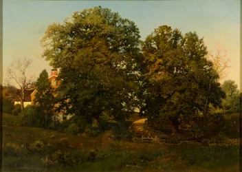 Viejos robles al atardecer