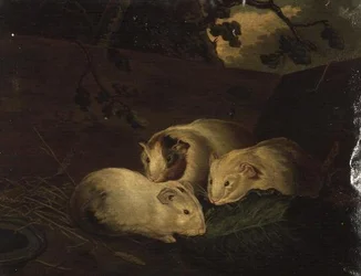 Estudio primitivo de cobayas