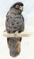 Una cacatúa negra, h. 1890