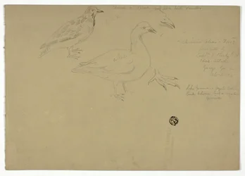 Bocetos de pájaros