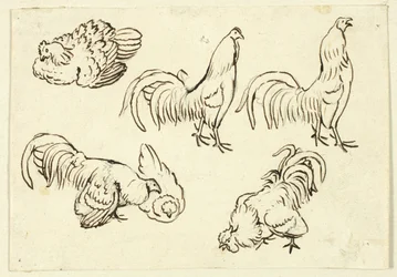 Bocetos de aves de corral