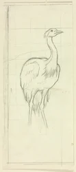 Pájaro de pie