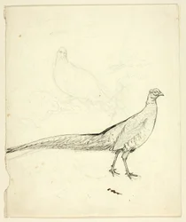 Dos bocetos de faisán (anverso); boceto de faisanes y desnudo femenino (reverso)