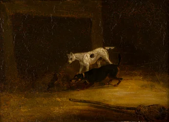 Dos terriers tratando de atrapar una rata en una trampa, c.1805-51 (aceite en el panel)
