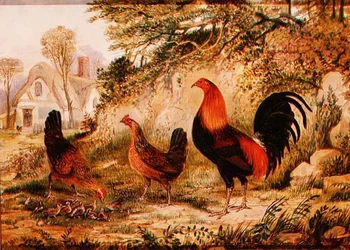 Gallo, Gallinas y Pollitos
