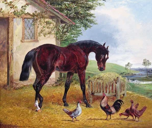 Escena de corral
