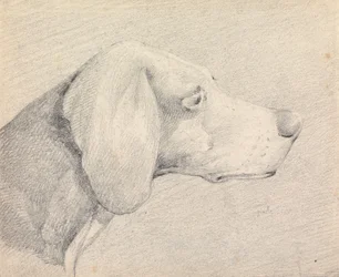 Cabeza de un foxhound, de perfil hacia la derecha