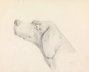 Cabeza de un pointer, de perfil hacia la izquierda