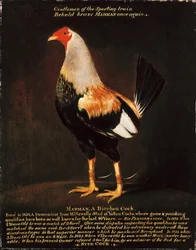Madman, un gallo de plumaje birchen