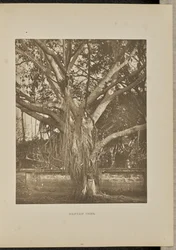 Árbol Banyan, con tallos jóvenes de Aërial