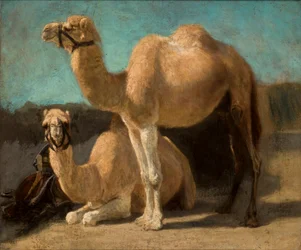 Dos camellos