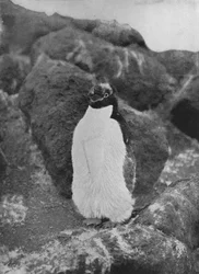 Un pingüino mudando, c1911, 1913
