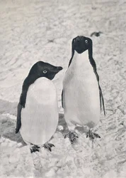 Un par de pingüinos Adelia, c1911, 1913