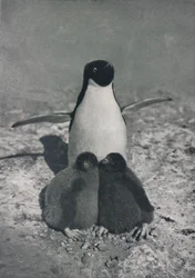 Una madre orgullosa, c1911, 1913