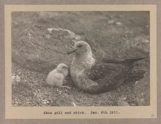 Una gaviota skua con su polluelo