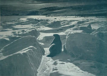 Una foca de Weddell en la playa, c1911, 1913