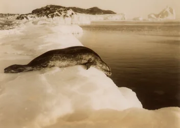 Una foca de Weddell a punto de sumergirse en West Beach, Cabo Evans, Antártida, 1911