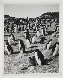 Pingüinos Adelia en el cabo Royds
