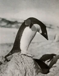 Un pingüino Adelia a punto de zambullirse, c. 1910-1913, 1913
