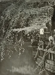 Tiempo de flor de cerezo en Japón, 1910