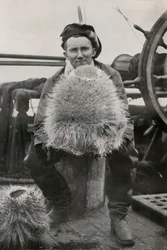 D. G. Lillie, con algunas de las esponjas silíceas, c1911, 1913