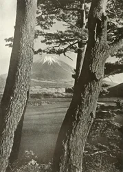 El Fuji a través de los pinos del lago Motosu