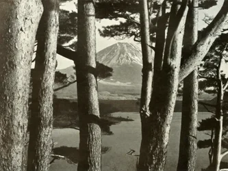 Fuji y los pinos
