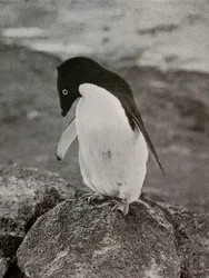 No me importa lo que sea de mí, c. 1910-1913, 1913