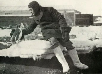 Teniente Rennick y un pingüino amistoso, 1911
