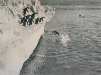 Pingüinos buceando, c1911, 1913