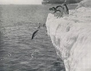 Pingüinos buceando, c1911, 1913