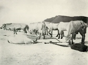 Ponis atados en el hielo marino, c1910-1913, 1913