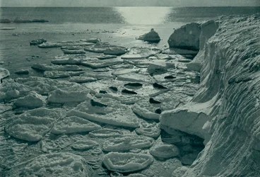 Focas tomando el sol sobre hielo recién formado en Cabo Evans, c. 1910-1913
