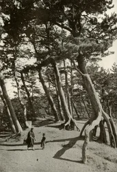 Los pinos de Shizu-Ura, 1910