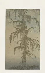 el árbol cubierto de musgo