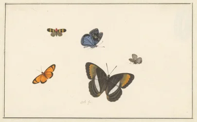 Cinco mariposas (acuarela y gouache)