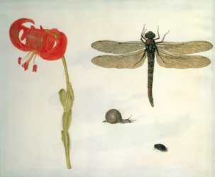 Estudio de un lirio tigre rojo, un caracol, un escarabajo y una libélula
