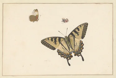 Tres mariposas (acuarela y gouache)