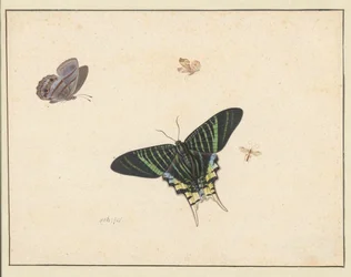 Tres mariposas y una avispa o mosca (acuarela y gouache)