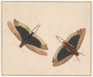 Dos saltamontes