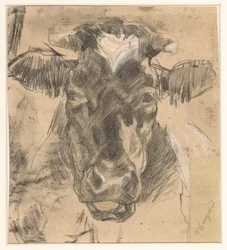 Cabeza de vaca
