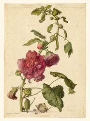 Una malvarrosa