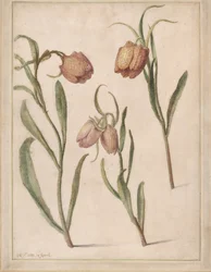 Estudio de tres fritilarias, 1683