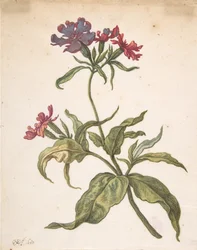 Estudio de una atrapa moscas roja Lychnis hirsuta