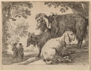 Oveja de Angora