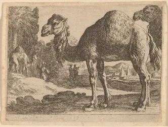 Camellos