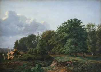 Un bosque cerca de Hellebæk en el norte de Zelanda. Tarde.