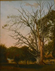 Escena del bosque con un árbol muerto
