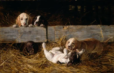 Cachorros jugando